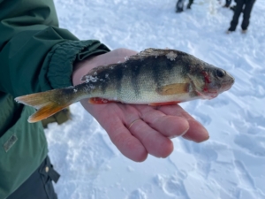 En fisk som nappade på kroken